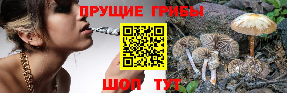Псилоцибиновые грибы прущие грибы  Вход с VPN  Верхняя Пышма  Галлюциногенные грибы Psilocybine cubensis 